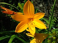 Hemerocallis middendorffii