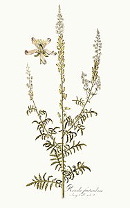 Reseda alba