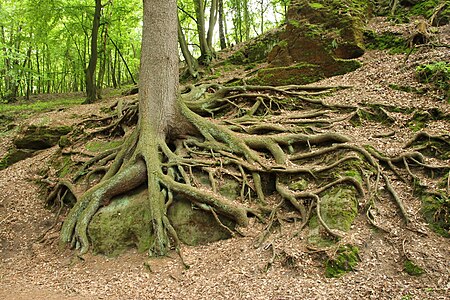 Mšeno, Picea roots, 2019