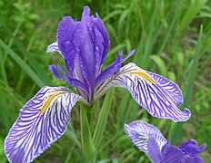 Iris missouriensis (Wild Blue Iris)