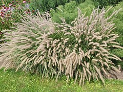 Pennisetum orientale (Chinese Fountain Grass)