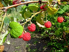 Raspberries (Rubus idaeus) only some varieties