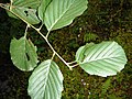 Alnus glutinosa subsp. barbata