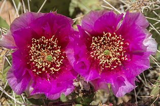 Prickly pear blossoms