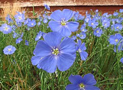 Linum lewisii (Lewis Flax, Blue Flax)