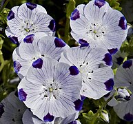 Nemophila maculata (Five Spot)