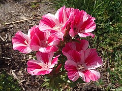 Clarkia amoena (Farewell-to-Spring)