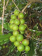 Macadamia (Macadamia integrifolia)