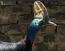 Cassowary (2).jpg