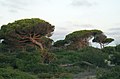 Costa Sancti Petri, Andalucía, Spain