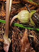 Asarum maruyamae