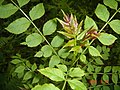 Fraxinus angustifolia subsp. oxycarpa