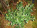 Buxus sempervirens