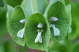 Moluccella laevis (Bells of Ireland)