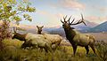 Wapiti diorama at the American Museum of the Natural History in NYC.