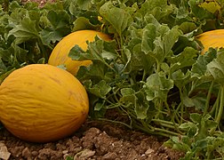 Cantaloupe (Cucumis melo)