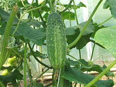 Cucumbers (Cucumis sativus)