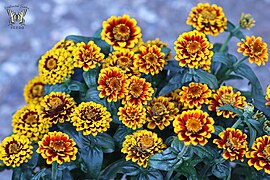 Zinnia haageana (Mexican zinnia)