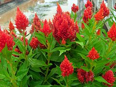 Celosia (Cockscombs, Woolflowers)