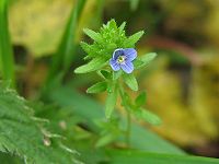 Veronica arvensis