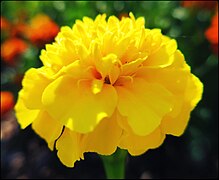 Tagetes erecta (African Marigold)