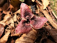 Asarum curvistigma