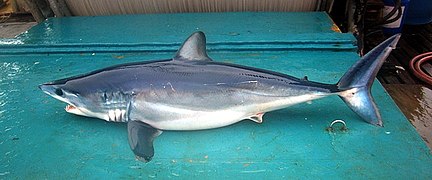 Shortfin mako piro2.jpg