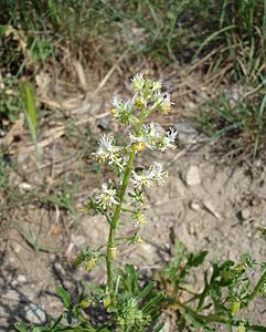 Reseda phyteuma