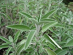 Sage (Salvia officinalis)