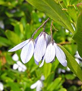 Billardiera heterophylla (Sollya heterophylla)