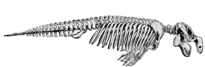 File:Cambridge Natural History Mammalia Fig 179.jpg