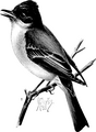 Sayornis phoebe (common: Phœbe) Plate 42 in: Birdcraft, 1897