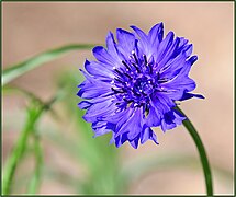 Centaurea cyanus (Bachelor Button)