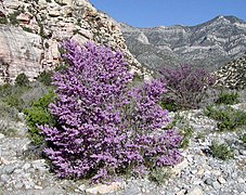 Cercis occidentalis (Western Redbud, California Redbud)