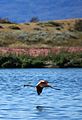 Laguna Nímez Reserve, El Calafate, Argentina