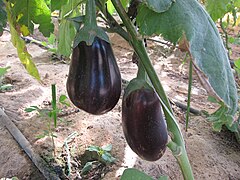 Eggplants (Solanum melongena)