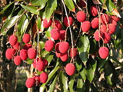 Lychees (Litchi chinensis)