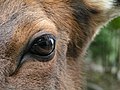 Eye of a Wapiti