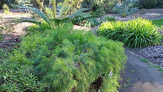 Acacia cognata (“Cousin Itt” Acacia, River Wattle)