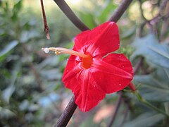 Ipomoea × multifida (Cardinal Climber)