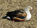 Sylvan Heights Waterfowl Park