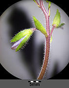 Inflorescence / bud