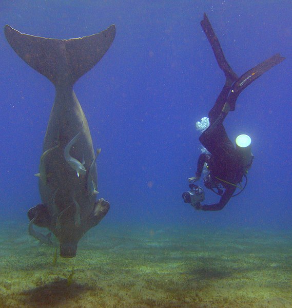 File:Dugong vs Plongeur.jpg