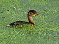 Winter plumage; Uppalapadu, Andhra Pradesh, India