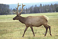 Elk in early summer