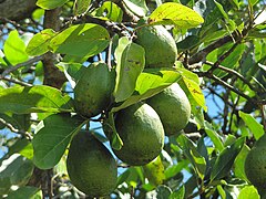 Avocados (Persea americana)