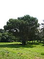 Arboretum de Chèvreloup