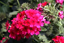 Verbena (Common vervain)