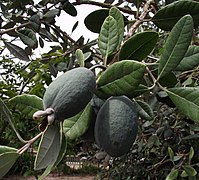 Pineapple Guavas (Feioa, Acca sellowiana)