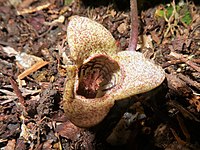 Asarum majale